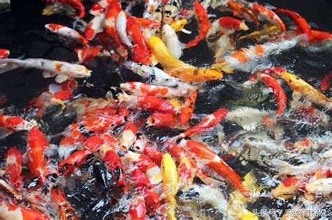 小鯉魚飼養